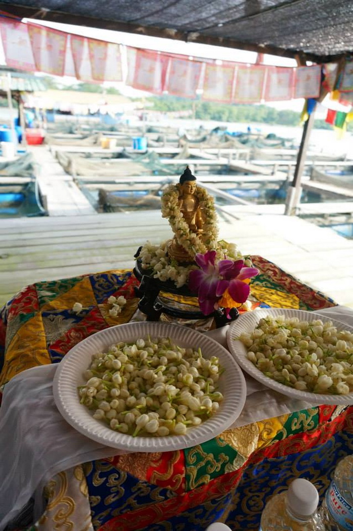 Read more about the article 2013.10.19 – Fish Liberation Event