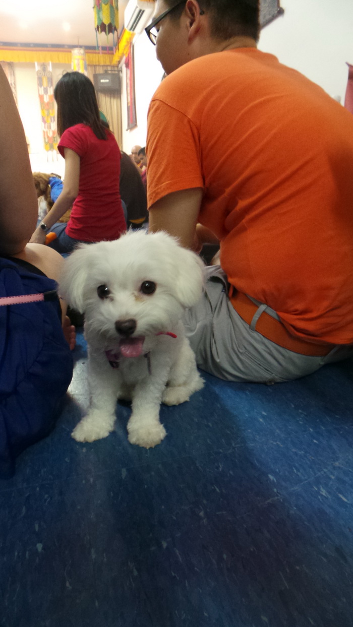 Read more about the article 2014.02.09 – Puja for Pets